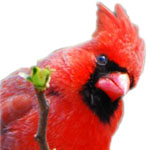 Cardinal looking at you
