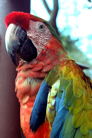 parrotl.jpg