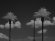 palm trees infrared