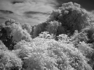 infrared image