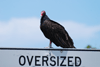 Turkey Vulture on sign
